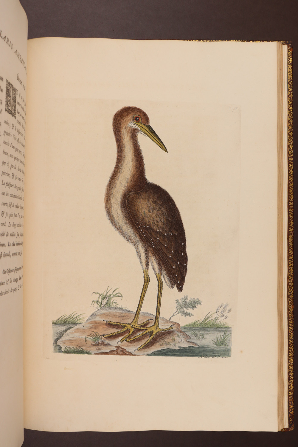Plate 78